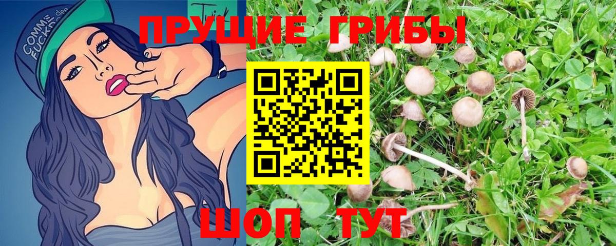 Псилоцибиновые грибы GOLDEN TEACHER Горячий Ключ